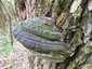 Parázstapló (Phellinus igniarius), Pilis